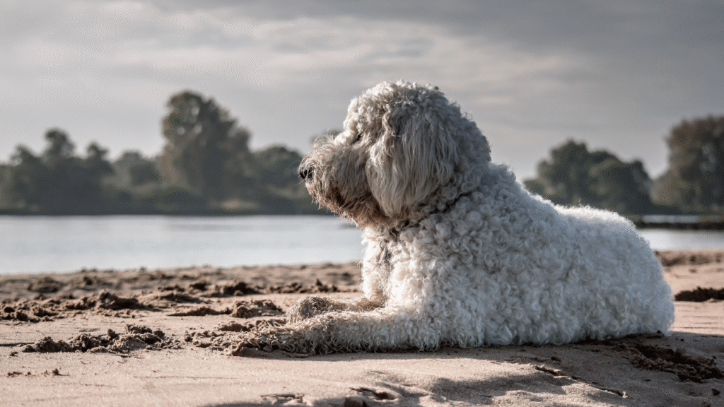 Goldendoodle playing