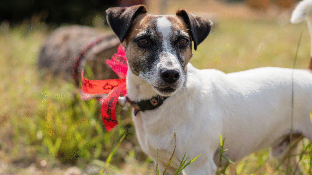 Jack Russell Terrier playing