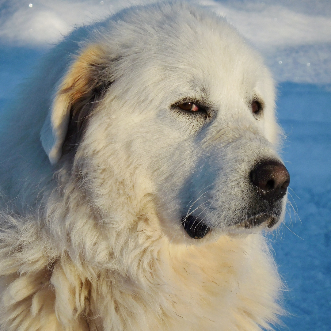 Great Pyrenees