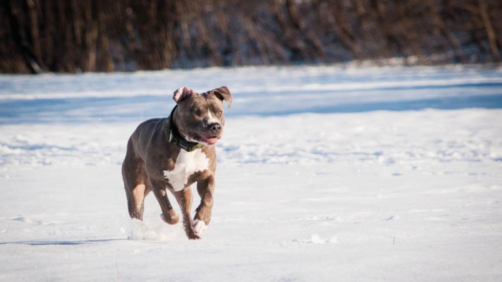Pitbull Physical Traits