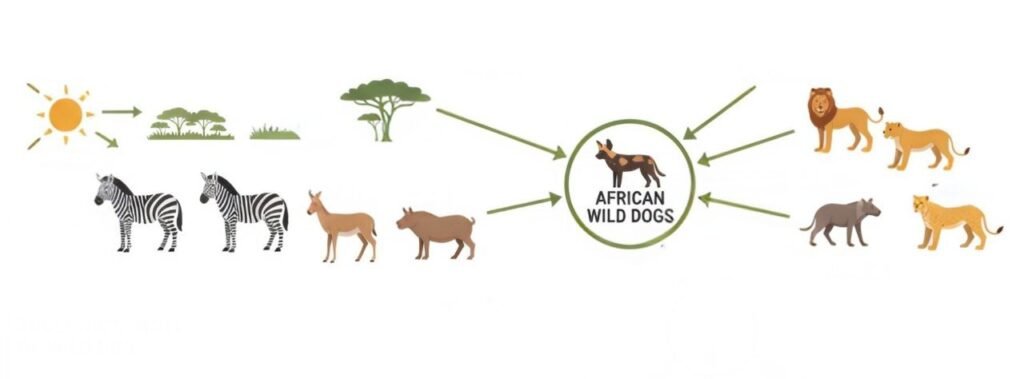 Infographic of an African savannah food web highlighting the ecological role of wild dogs